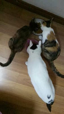 美滋元猫粮怎样,质量靠谱吗美滋元猫粮口碑好不好,调查分析,