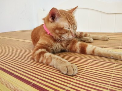 淘宝几年才知道原来评论85个字才会有积分。所以从今天到以后，这段话走到哪里就会复制到哪里。首先要保证质量啊，东西不赖啊。不然就用别的话来评论了。不知道这样子够不够85字。谢谢老板的认真检查。东西特别好，我不是刷评论的，我是觉得东西好我才买的！