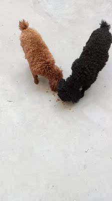 真实使用感受牧康乐狗粮怎么样,给狗狗吃好不好?这个牌子狗粮能买吗