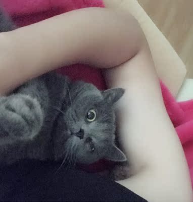 好主人猫粮在行业中排第几好主人猫粮好不好,如何选购,