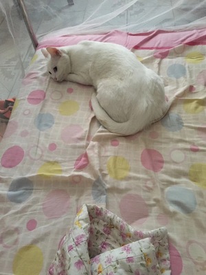 牧康乐猫粮咋样,评论有作假吗牧康乐猫粮用后果真相如何,质量怎么样,