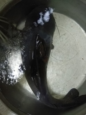 目前看来【反馈】霸将鱼竿怎么样，通过三个月使用看真相