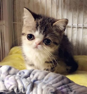 皇家猫粮对比评价怎么样，看过才知皇家猫粮质量靠谱吗,质量行不行,