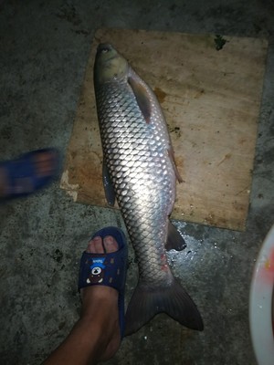 目前看来【反馈】霸将鱼竿怎么样，通过三个月使用看真相