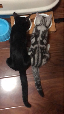 Chrisdine猫粮对比评价怎么样,看过才知Chrisdine猫粮怎么样,专家分析,