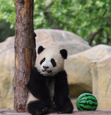 前一小时三件八五折，凑了半天，不断缺货，总算凑齐了下单。价格优势大，虽说没啥特殊功效，但也还算舒服，对得起这个价格。包装总体来说也还是不错的，没什么味道，这次囤的够穿好久了