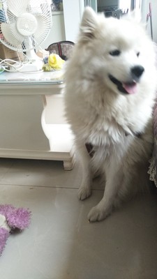 如何评价给狗狗用百井坊狗粮怎么样,好不好?这个牌子靠谱吗?