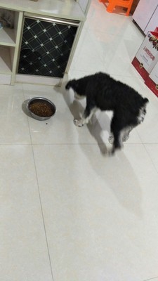 说说泰迪吃台派狗粮怎么样,质量好不好?他家是不是天然粮?