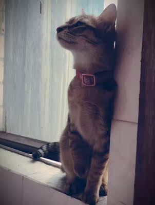 牧康乐猫粮咋样,评论有作假吗牧康乐猫粮用后果真相如何,质量怎么样,