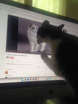 听说好评必须85字？不然没有积分？那么问题来了，怎么样才可以达到85字呢？这个问题在我的脑海里久久不去。马云爸爸怎么可以这样欺负我？不给我买冰阔洛也就算了，还让我一个二年级的小学生评论一定要写85字，哼！好过分啊，一定要记在小本本上！￣へ￣