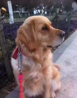 体验给爱犬用comest康玛斯狗粮怎么样,好不好,这个牌子出名吗