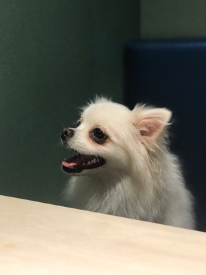 淘宝几年才知道原来评论85个字才会有积分。所以从今天到以后，这段话走到哪里就会复制到哪里。首先要保证质量啊，东西不赖啊。不然就用别的话来评论了。不知道这样子够不够85字。谢谢老板的认真检查。东西特别好，我不是刷评论的，我是觉得东西好我才买的，你会发现我每一家都是这么写的。因为复制一下就好了。