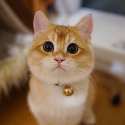 之前买过这个网页的其他款 很舒服也很喜欢 这次是第二次来买  料子还有做工款式都是一如既往地好 而且也无色差 洗的话也不褪色 就是这次买 腰围比较松 不如之前的有弹性 我买的是一个码 其他的还是比较满意的