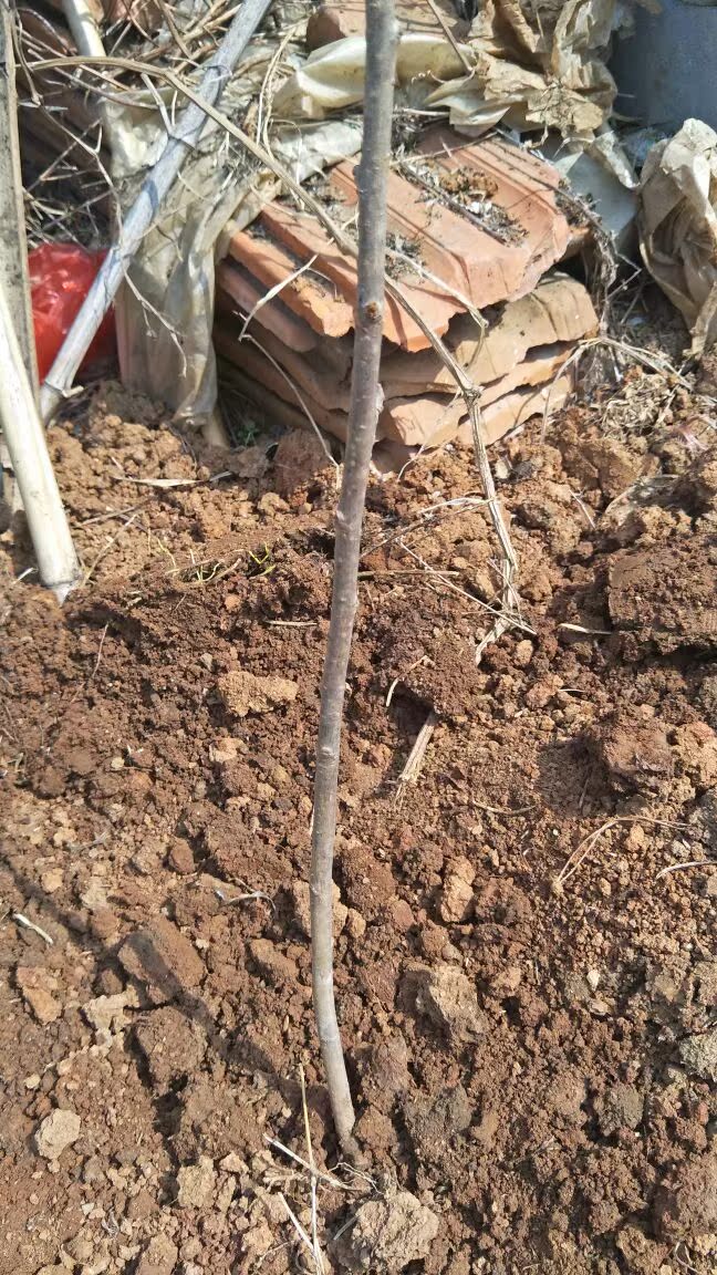 嫁接樱桃树苗车厘子盆栽地栽南方北方种植樱桃苗当年