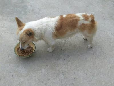 体验给爱犬用comest康玛斯狗粮怎么样,好不好,这个牌子出名吗