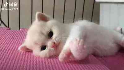 第二次买了，质量不错，关键平胸都能有胸哈哈哈哈哈哈哈哈哈哈哈，宝贝不错的，以后会回购