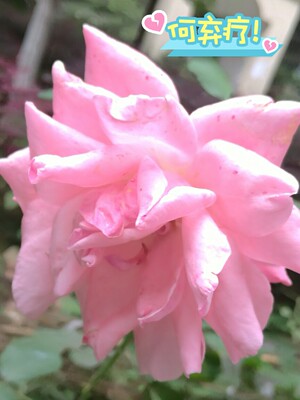 泳衣还是这个牌子好，买第二次了，质量不错，实物和图片一模一样，就是这个码感觉偏小，1.61米，84，72，106斤，穿上有点紧，本来想换成xL码的，可是这个颜色没有货了，只好将就了。个人感觉还是这种运动款的游泳好些，也不兜水，之前一件是裙摆式，适合温泉。