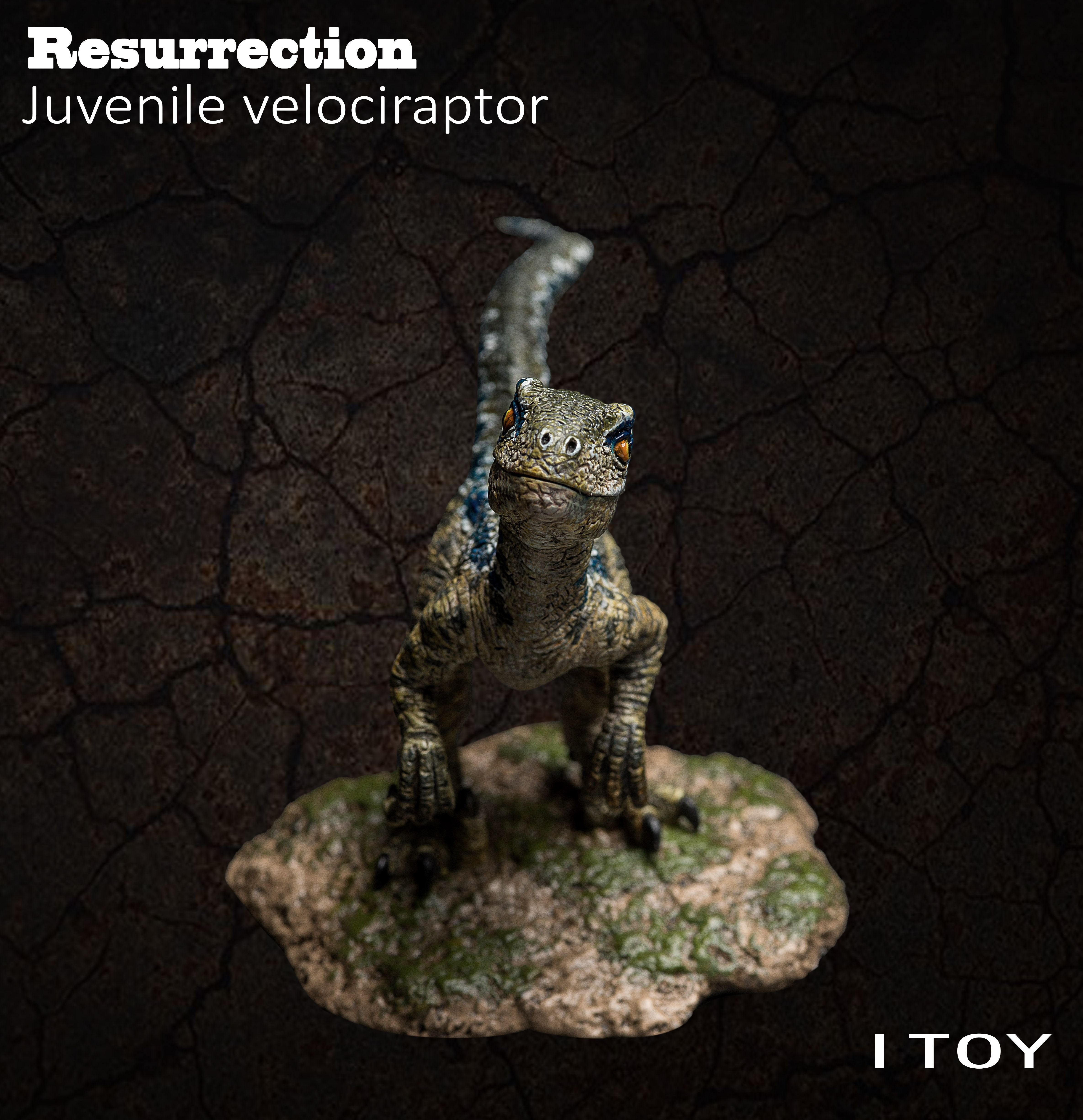 正版itoy侏罗纪世界恐龙模型男孩玩具 幼年 迅猛龙 小布鲁 blue