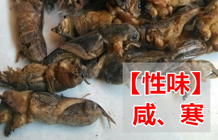 土狗虫的功效图片