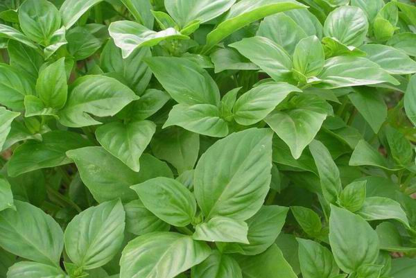 罗勒——药食两用的芬芳植物