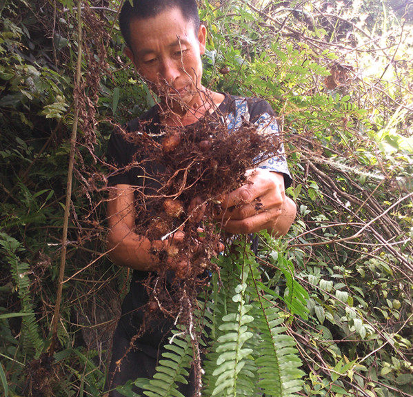 野生新鲜 中药材 石黄皮 凤凰蛋 蛇蛋 满三斤包邮 欢迎光临_7折现价7