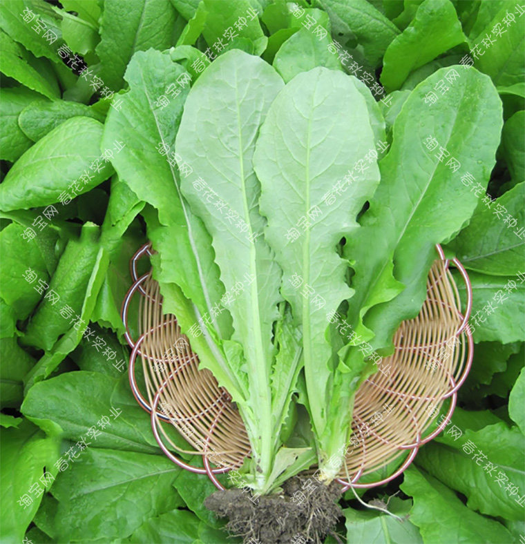 香浓圆叶乌香菜种子春夏秋四季播蔬菜籽叶软油绿易种植小青菜孑