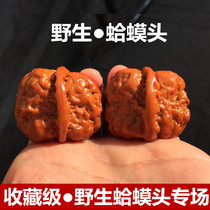 Machine brush paste Yanqing wild golden toad head lion head Wen play walnut shaped triangular extra large collection level 40