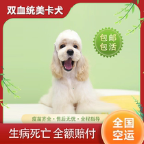 A pet dog can cocker the American cocker.