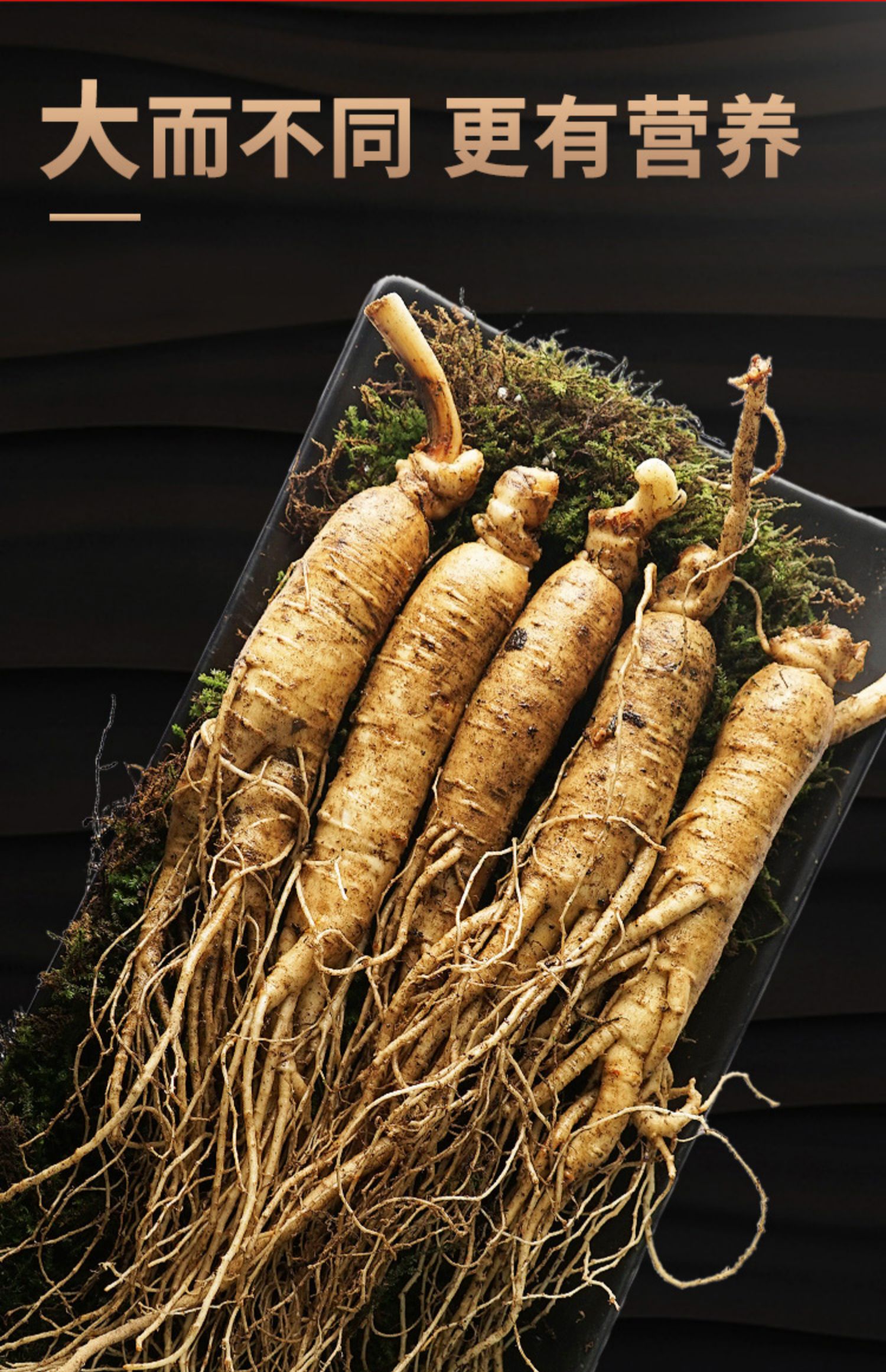 鲜人参泡酒新鲜大个长白山野山参正宗东北吉林边条参6年整枝包邮_购省