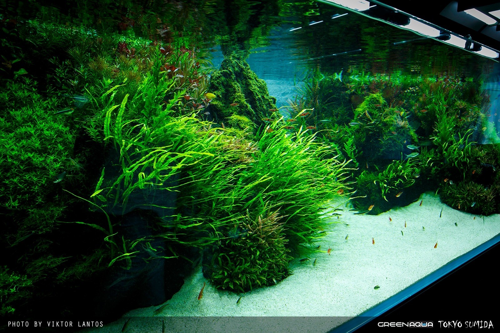 国外水族馆:ada墨田水族馆草缸造景作品赏析