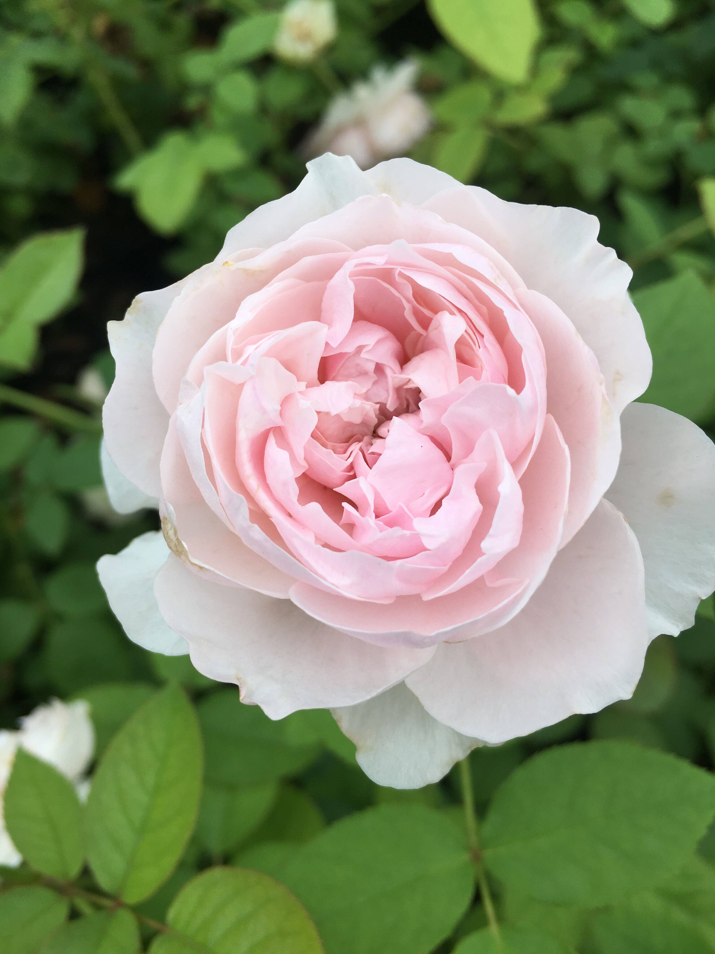 欧月 谢莉尔月季花苗带花苞 切花 粉色