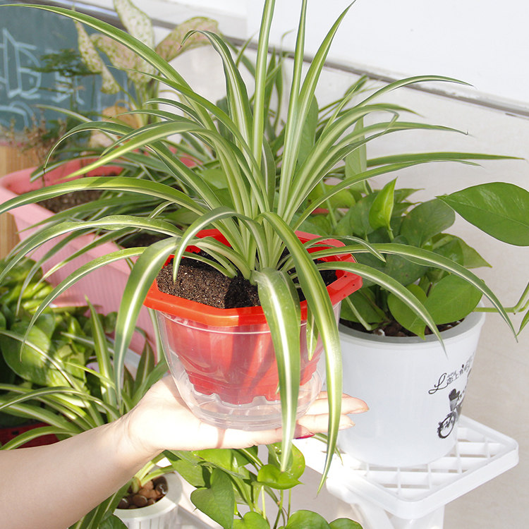 绿萝花盆 清仓室内客厅塑料透明自动吸水花盆多肉水培懒人盆 5套_7折