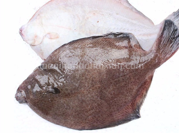 新鲜野生鼓眼鱼高眼鱼青岛特产海鱼偏口鱼比目鱼宝宝辅食刺少250g