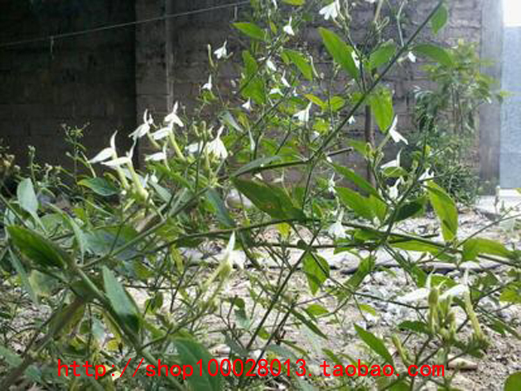 正宗白鹤灵芝鲜叶灵芝草鲜叶白鹤灵芝草癣草大叶灵芝图片