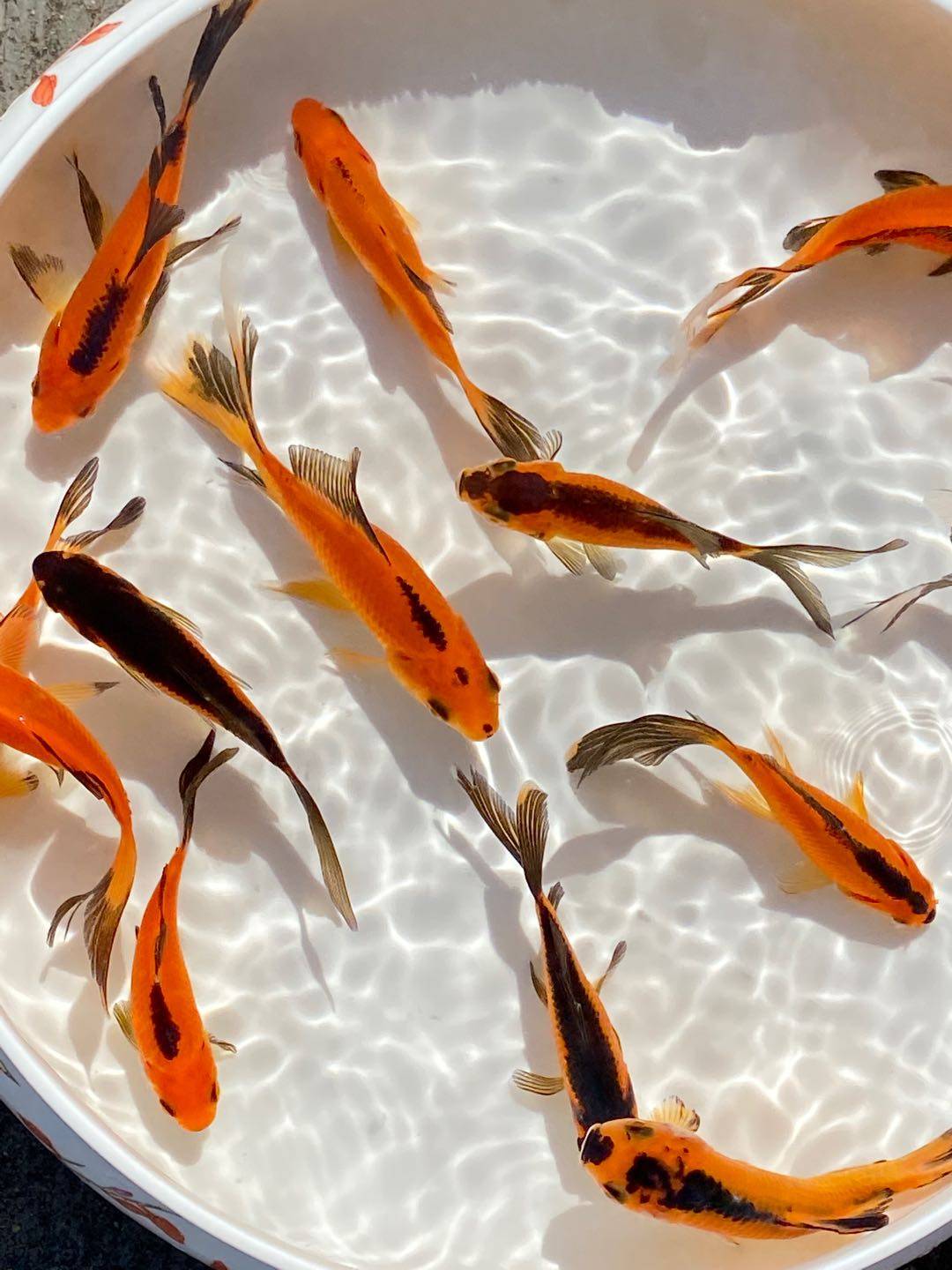 观赏鱼活体红鲤鱼红草鱼小金鱼锦鲤锦鲫鱼苗鱼冷水淡水鱼