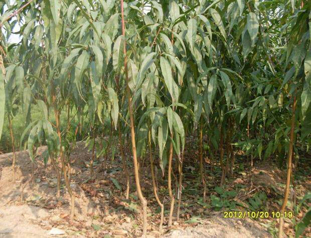 正宗紫血桃树苗 嫁接紫肉桃苗 紫肉血桃苗 红肉血桃 果树苗包邮