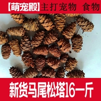 20 years of new goods) squirrel favorite nut food flying squirrel honey ladger squirrel staple food northeast masson pine Tower