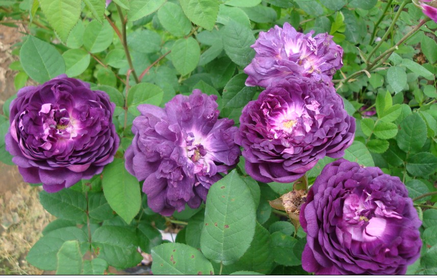 友家花坊 欧月 cardinal de richelieu黎塞留主教 小苗 现货_7折现价