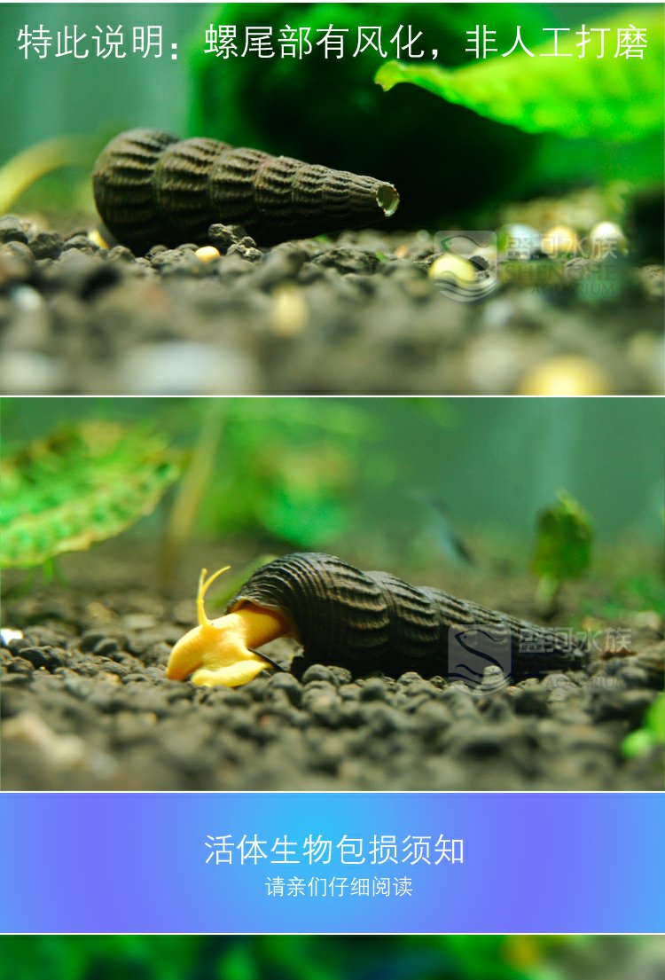 苏拉威西螺苏螺橙兔螺观赏螺活体宠物螺活体水族草缸除藻除苔5cm