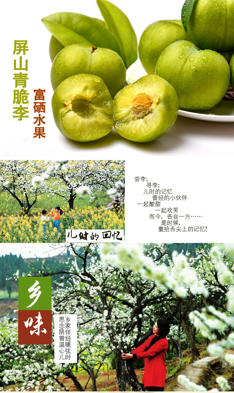 2019四川清脆土李子江安李五.