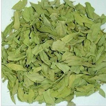 Chinese herbal medicine Xinjiang high quality apocynum leaf Apocynum