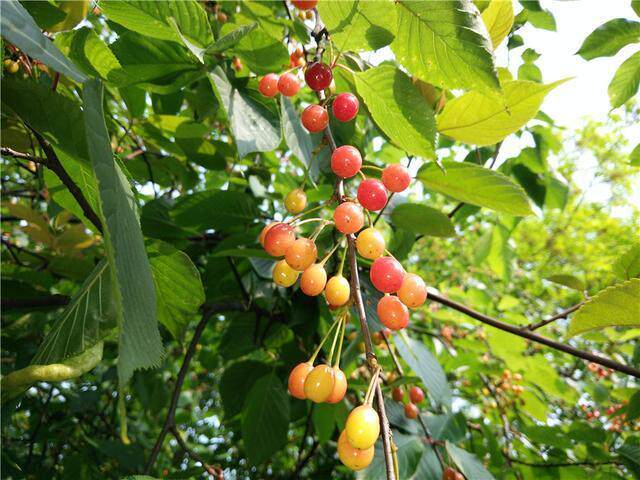 野樱桃,清肺利咽,止咳.用于咽喉肿痛,声音嘶哑,咳嗽.