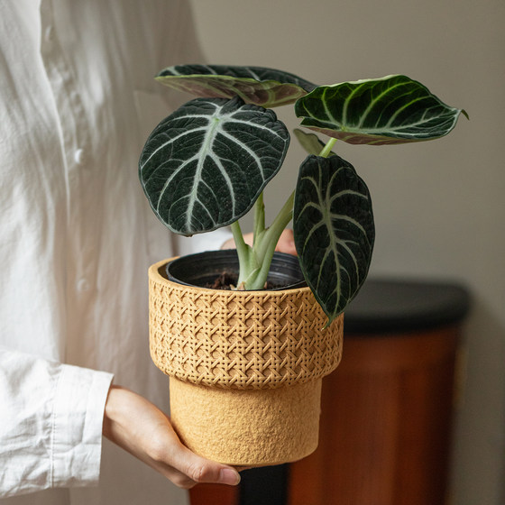 Retro imitation woven lattice cement flower pot with tray Living room and home interior succulent flowerware balcony decoration
Retro imitation woven lattice cement flower pot with tray Living room and home interior succulent flowerware balcony decoration