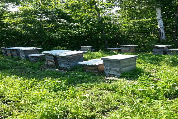 饶河东北黑蜂蜜椴树蜜天然农家自产白蜜长白山成熟封盖结晶雪蜜