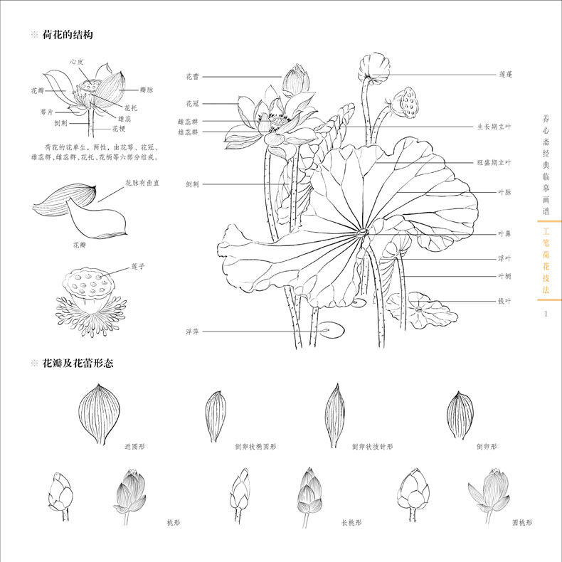 荷花分解结构图 组成图片