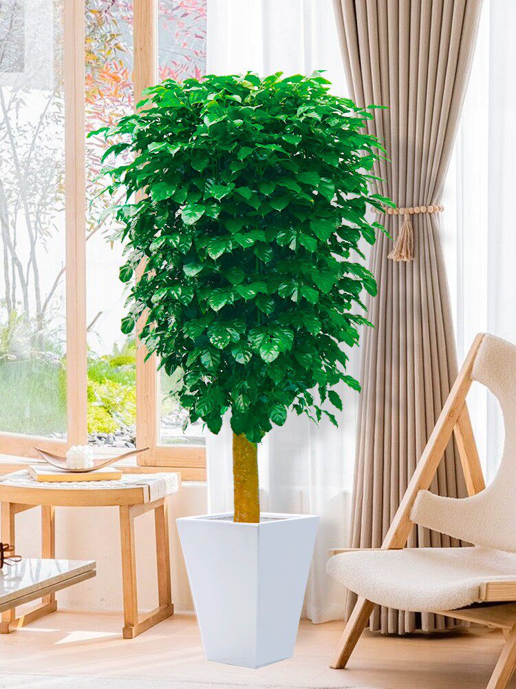 家里摆上这盆绿宝树,空气都变甜了!