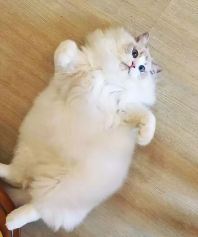 布偶猫胖成球,剃了毛之后现出了原形