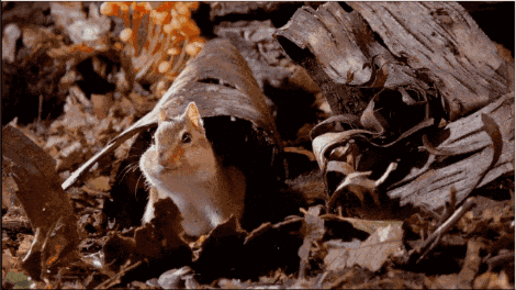 这一次,我赢了 雪花纷纷飘落,大地开始冰冻,小