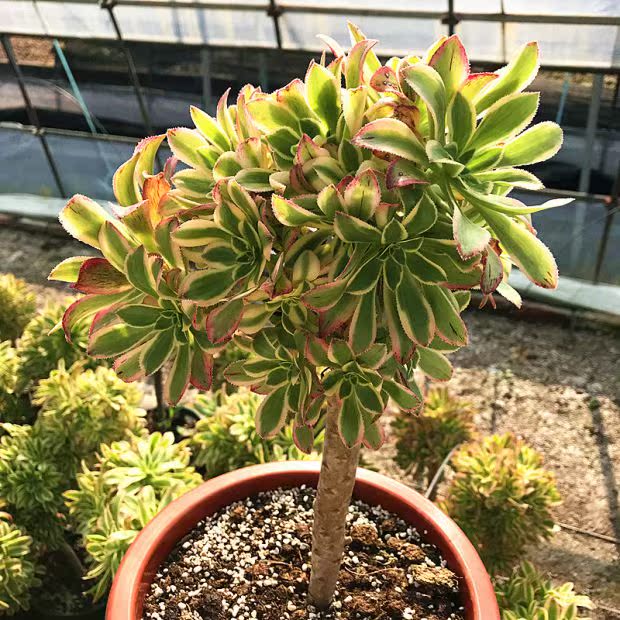 满额包邮/多肉植物【艳日伞老桩】带塑料盆栽好/防辐射精品.