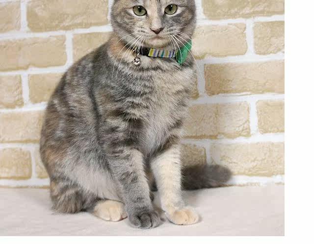 包邮 日本制造原装进口猫项圈 icat 多彩世界奇趣领结 幼猫/成猫_7折